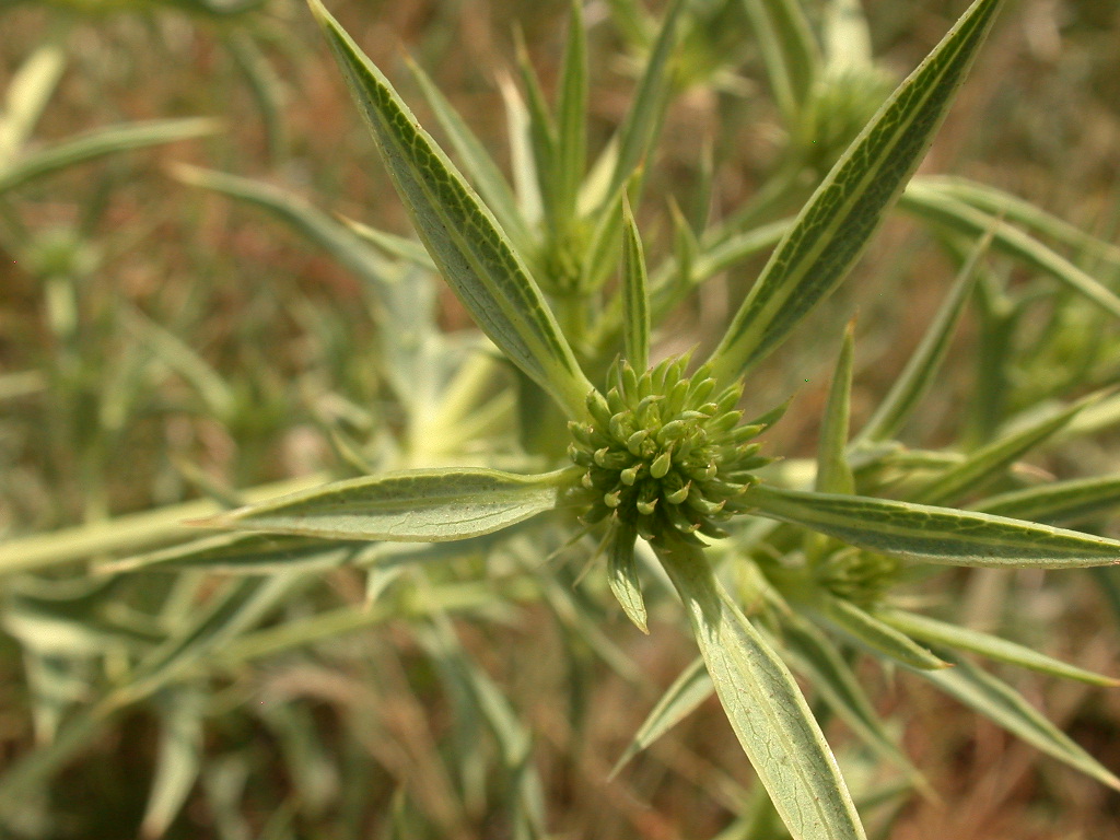 Fiore N�5 ... - Eryngium sp.